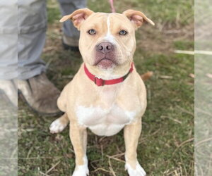 Saleta - Female Mutt Dog for Adoption - Photo #4