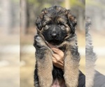 Small #7 German Shepherd Dog