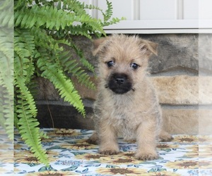 Cairn Terrier Puppy for sale in FREDERICKSBURG, OH, USA