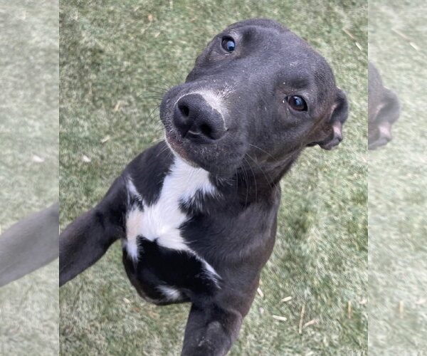 Medium Photo #7 American Staffordshire Terrier-Unknown Mix Puppy For Sale in Tracy City, TN, USA