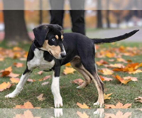 Medium Photo #2 Catahoula Leopard Dog-Unknown Mix Puppy For Sale in Talladega, AL, USA