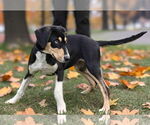 Small #1 Catahoula Leopard Dog Mix