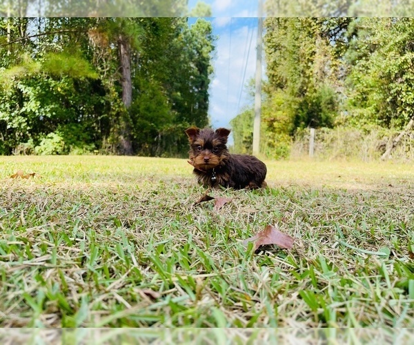 Medium Photo #4 Yorkshire Terrier Puppy For Sale in LOCUST GROVE, GA, USA