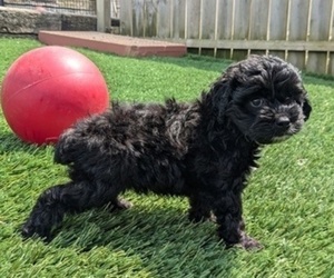 Cockapoo-Poodle (Toy) Mix Puppy for sale in GOSHEN, IN, USA