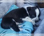 Small Photo #2 Border Collie-Spaniel Mix Puppy For Sale in Alexander, AR, USA