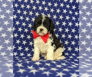 Cavapoo Puppy for sale in CHRISTIANA, PA, USA