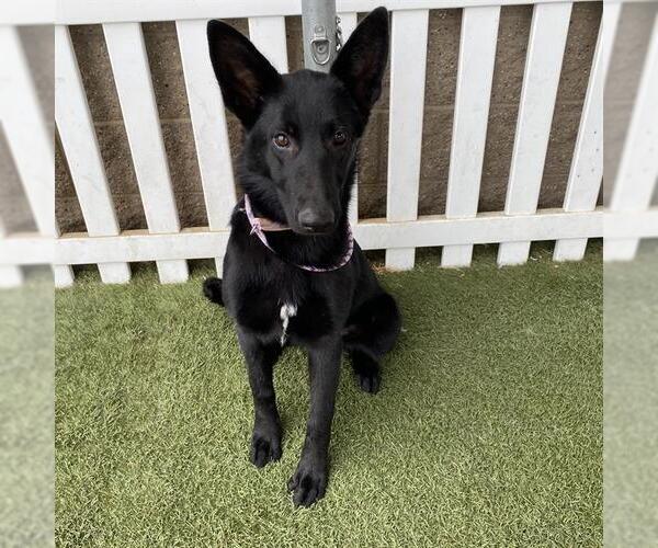 Medium Photo #1 German Shepherd Dog-Unknown Mix Puppy For Sale in Modesto, CA, USA