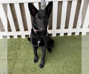 German Shepherd Dog-Unknown Mix Dogs for adoption in Modesto, CA, USA