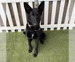 Small German Shepherd Dog Mix