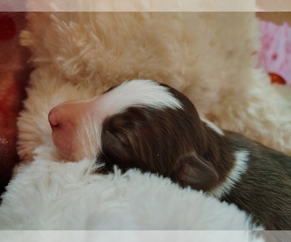 Medium Photo #62 Border Collie Puppy For Sale in NORBORNE, MO, USA