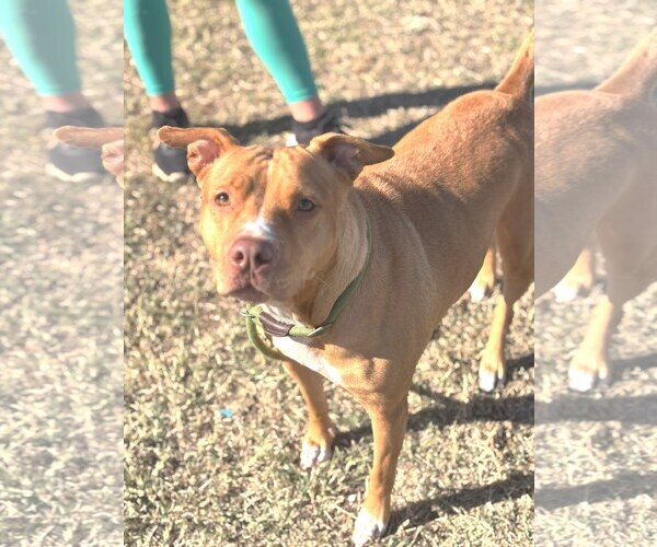 Medium Photo #1 American Pit Bull Terrier-Unknown Mix Puppy For Sale in Chandler, AZ, USA