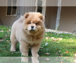 Small Photo #2 Chow Chow Puppy For Sale in AUGUSTA, MI, USA