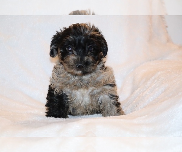 Medium Photo #6 Yorkiepoo mix (+ Poodle Toy) Puppy For Sale in DYERSBURG, TN, USA