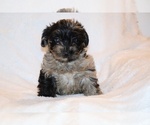 Small #5 Yorkiepoo mix (+ Poodle Toy)