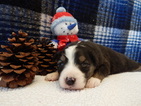 Small Photo #3 Australian Shepherd Puppy For Sale in CANTON, OH, USA