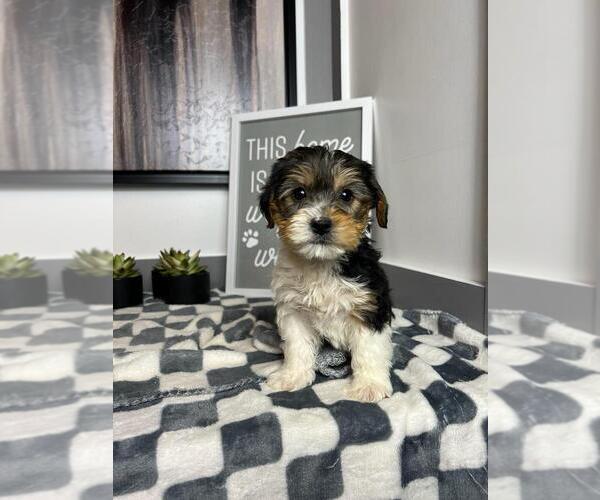 Medium Photo #3 YorkiePoo Puppy For Sale in PARAGON, IN, USA