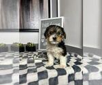 Small Photo #3 YorkiePoo Puppy For Sale in PARAGON, IN, USA