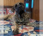 Small Photo #2 German Shepherd Dog-Mastiff Mix Puppy For Sale in Vail, AZ, USA