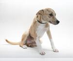 Small Labrador Retriever Mix