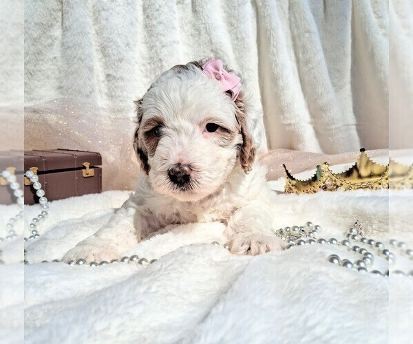 Medium Photo #45 Goldendoodle (Miniature) Puppy For Sale in GASTONIA, NC, USA