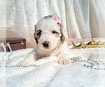 Small Photo #45 Goldendoodle (Miniature) Puppy For Sale in GASTONIA, NC, USA