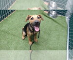 Small German Shepherd Dog Mix