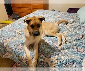 Charli - Female Anatolian Shepherd-Unknown Mix Dog for Adoption - Photo #3