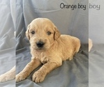 Small Photo #8 Goldendoodle Puppy For Sale in GARDEN CITY, MO, USA