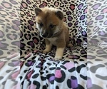 Small Photo #11 Shiba Inu Puppy For Sale in MERRITT IS, FL, USA