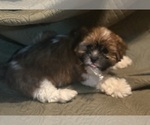 Small Photo #15 Shorkie Tzu-Yorkshire Terrier Mix Puppy For Sale in CENTRALIA, IL, USA