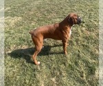 Small Photo #1 Boxer Puppy For Sale in APPLE CREEK, OH, USA