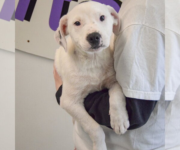 Medium Photo #3 American Staffordshire Terrier-Labrador Retriever Mix Puppy For Sale in Huntley, IL, USA
