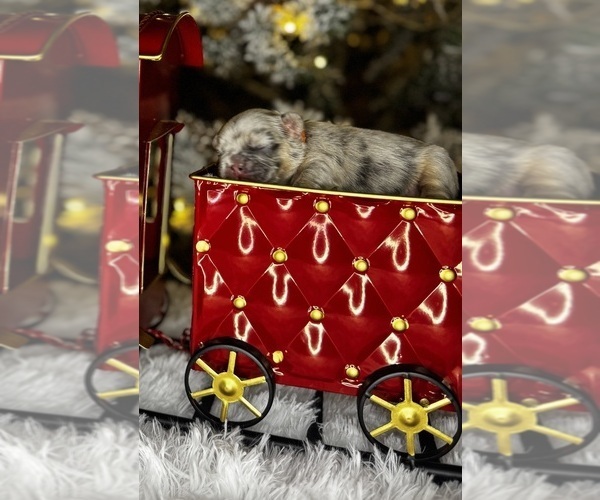 Medium Photo #3 French Bulldog Puppy For Sale in SPRINGFIELD, MO, USA