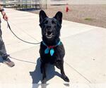 Small #1 German Shepherd Dog