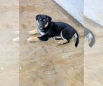 Small #2 Mutt