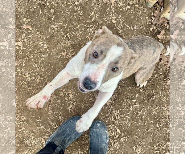 Medium Photo #3 Mutt Puppy For Sale in Sparta, TN, USA