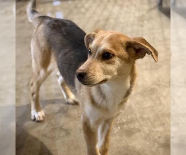 Medium Photo #3 Mutt Puppy For Sale in Yardley, PA, USA