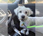 Small Maltese Mix