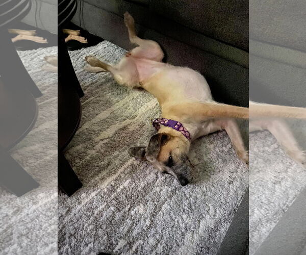 Medium Photo #2 Border Terrier-Unknown Mix Puppy For Sale in Missouri City, TX, USA