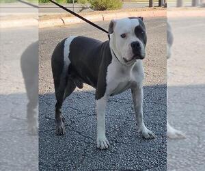 American Staffordshire Terrier-Unknown Mix Dogs for adoption in San Antonio, TX, USA