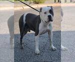 Small American Staffordshire Terrier Mix