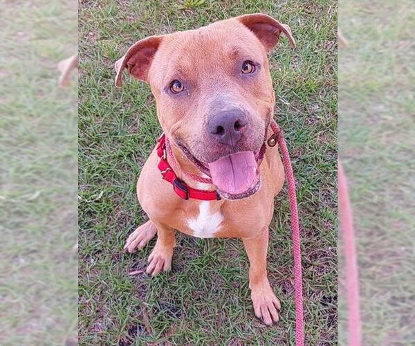 Medium Photo #1 American Staffordshire Terrier Puppy For Sale in Fort Lauderdale, FL, USA
