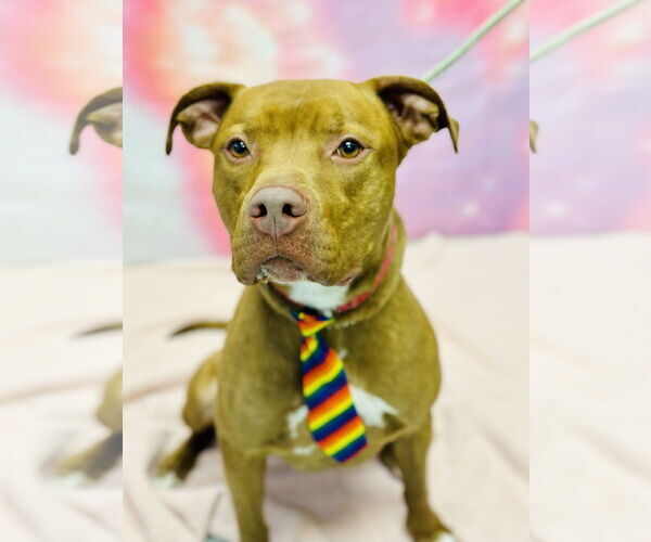 Medium Photo #2 Mutt Puppy For Sale in Manahawkin, NJ, USA