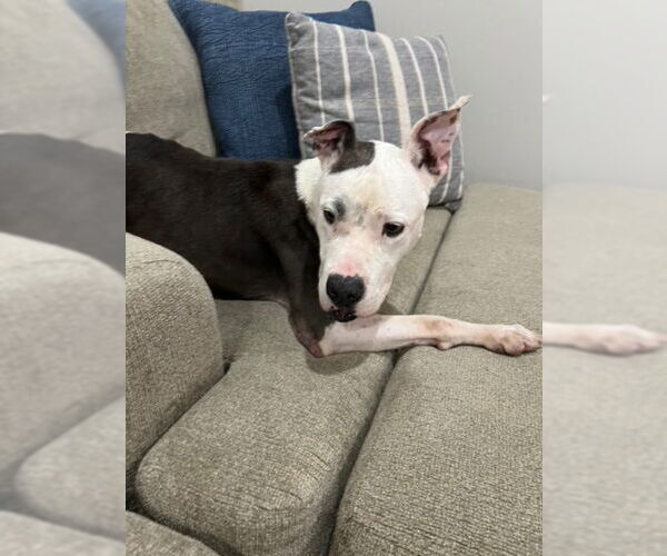 Medium Photo #5 American Pit Bull Terrier-Unknown Mix Puppy For Sale in phoenix, AZ, USA