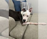 Small #4 American Pit Bull Terrier Mix