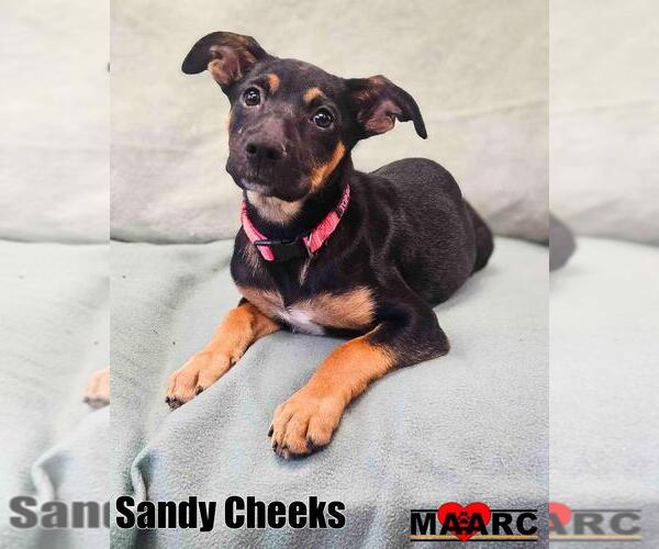 Medium Photo #1 Doberman Pinscher-Unknown Mix Puppy For Sale in Maryville, TN, USA