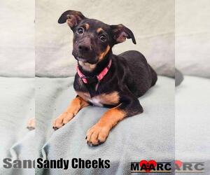 Doberman Pinscher-Unknown Mix Dogs for adoption in Maryville, TN, USA