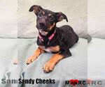 Small Doberman Pinscher Mix