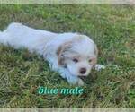Small Photo #1 Cocker Spaniel Puppy For Sale in ALFORD, FL, USA
