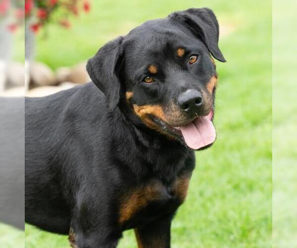 Medium Photo #2 Rottweiler Puppy For Sale in Camarillo, CA, USA